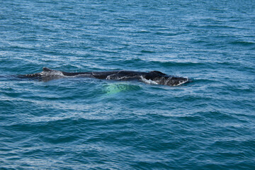 Naklejka premium dolphin swimming in the water