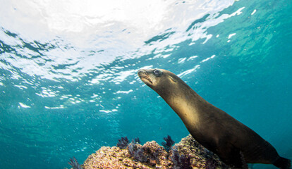 Fototapeta premium Sea Lion near to La Paz, Mexico