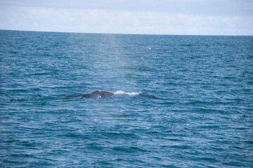 Fototapeta premium dolphins in the sea