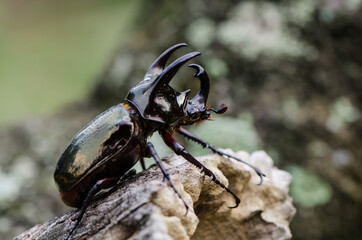 Main habitat in oil palm plantation. Malaysian Three Horned Rhinoceros Beetle. Deem a serious agricultural pest where many young palm shoots were destroyed yearly and can be pets for nature lovers.