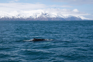 Fototapeta premium humpback whale tail