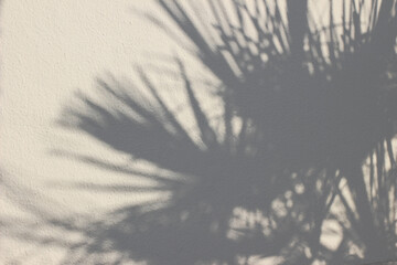 Palm leaves shadows on beige rough textured wall background. Dark silhouette of the exotic leaves in bright sunlight. Summer vacation concept. Flat lay, top view. Empty copy space. Netural design.