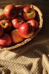 Apple harvest in a basket with a lot of red ripe fruits on draperied bedcover.