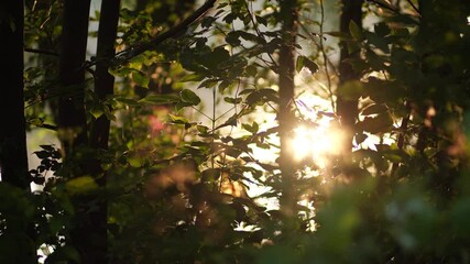 Beautiful sunny dramatic early morning landscape. Many silhouettes of green trees isolated on sunny sky and river water background