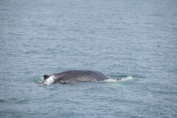 Fototapeta premium pair of dolphins