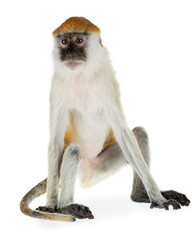 Cute small jungle monkey animal