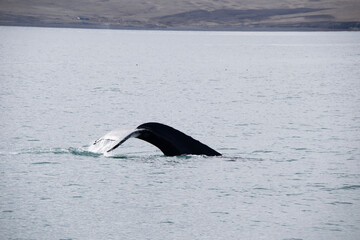 humpback tail