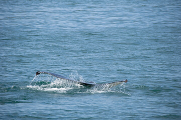 Fototapeta premium whale in the sea