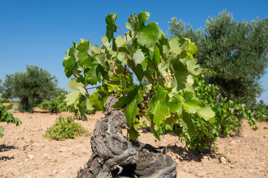 Cepa de vino blanco en olivar mediterraneo