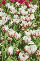 beautiful natural bunch of flower tulips in garden