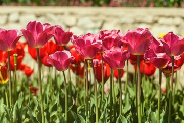 beautiful natural bunch of flower tulips in garden