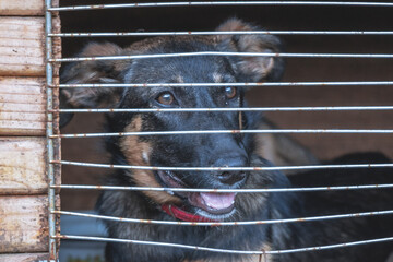 A sad dog sits in a cage and looks out. A black colored dog sits in a locked in the street. The pet is looking for its home
