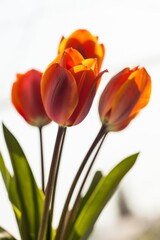 beautiful natural bunch of flower tulips