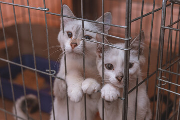 The pet sits in a cage. Lock up sad cats. Young kittens are looking for a home. Sad pets