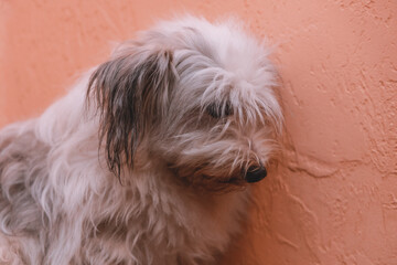 Sad dog. The guilty pet looks at the owner.