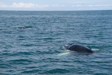 Fototapeta premium dolphin in the water