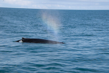 Fototapeta premium dolphin jumping out of water