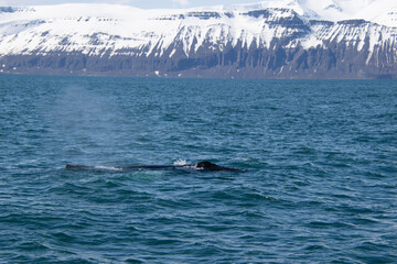 Fototapeta premium ski jump