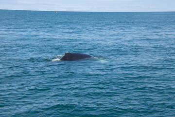 Fototapeta premium dolphin in the sea