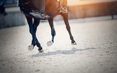 Equestrian sport. The fluttering tail of a horse. The legs of a dressage horse galloping.