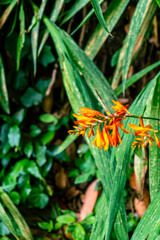 Crocosmia × crocosmiiflora pertenece a la familia Iridaceae