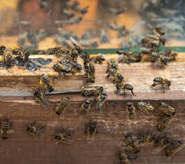 family of bees on wooden background