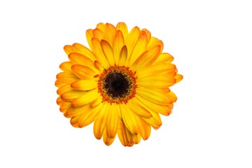 Yellow Gerbera Daisy flower