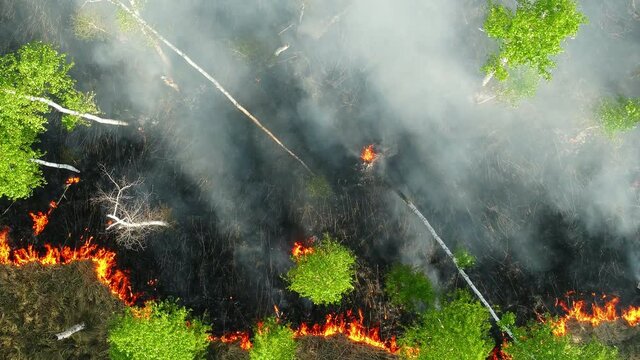 top view of a fire erupted in the forest. forest wid fire, aerial view. burning dry grass and trees. natural disaster in forest, in dry season