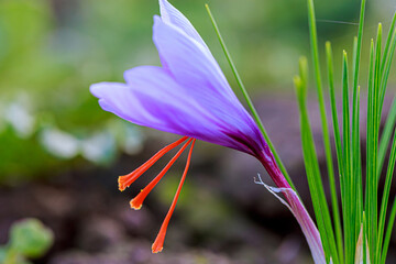 saffron crocus bloomed in the field, you can see the most expensive three stamens of saffron