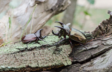 Rhinoceros beetle belonging to the scarabaeidae family in tropical asia. Malaysian Two & Three Horned Rhinoceros Beetle. Pest to oil palm plantation known to destroy and damaged fronds, young shoots