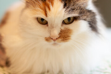Close-up white-brown cat looks at the owner
