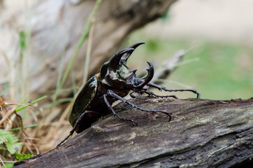 Rhinoceros beetle belonging to the scarabaeidae family in tropical asia. Malaysian Two & Three Horned Rhinoceros Beetle. Pest to oil palm plantation known to destroy and damaged fronds, young shoots