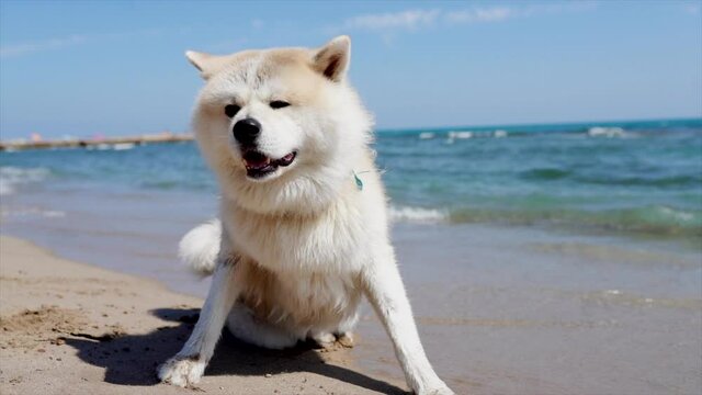 Akita inu dog that is on the dog beach