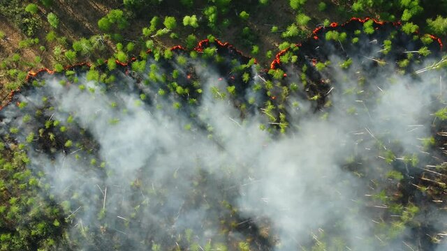 top view of a fire erupted in the forest. forest wid fire, aerial view. burning dry grass and trees. natural disaster in forest, in dry season