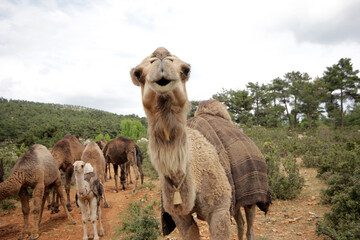 Grazing camels of nomads Turkey