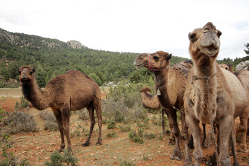 Grazing camels of nomads Turkey