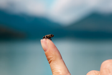 Hand holding a frog. Frog tadpole, anuran on sitting on human Finger on mountain and lake background