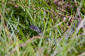 Fototapeta premium Snake in the grass. Common grass snake (Natrix natrix) in the green grass, meadow
