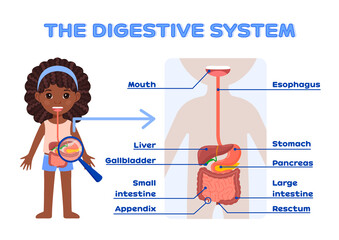 Afro Black Little Girl and Human Digestive System. Internal organs. Description with Words. Poster for Printing, Page from Workbook for School Children. Flat Cartoon Style. White background. Vector.