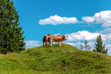 Herd of Dairy cows with bell in pasture on a hill, Bavarian cow on green meadow in mountains, European Alps in Germany, Europe Bavarian Prealps