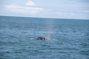 Obraz premium humpback tail