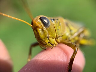 grasshopper biting a finger