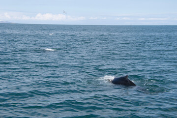 Fototapeta premium humpback tail
