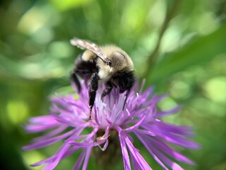 close up of bee on flower