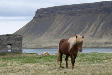 horse in the mountain