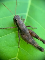 grasshopper on the leaf