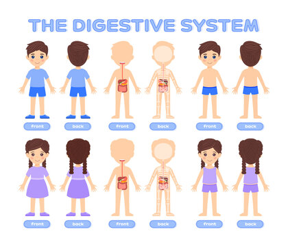 Set of Cartoon Graphic Objects. Digestive System Front Back View. Gastrointestinal Tract Image for Children. Isolated Little Boy and Girl. Medical Illustration for Lesson of Anatomy, Biology. Vector