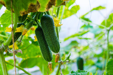 Ripe green cucumbers grow in greenhouse. Summer harvest concept.