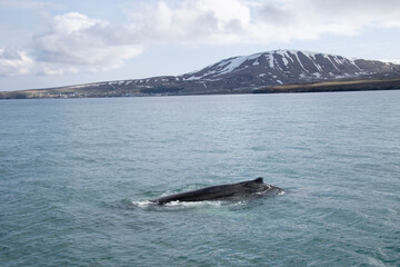 island in the sea