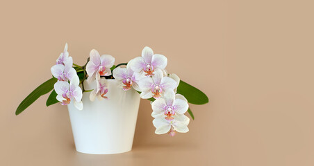 White blooming orchid flower in a white pot on a light beige background. Flower banner, copy space.